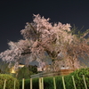 祇園枝垂桜 2