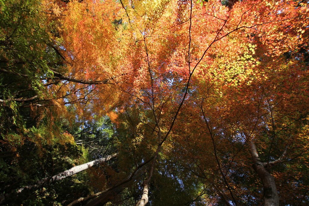 醍醐寺