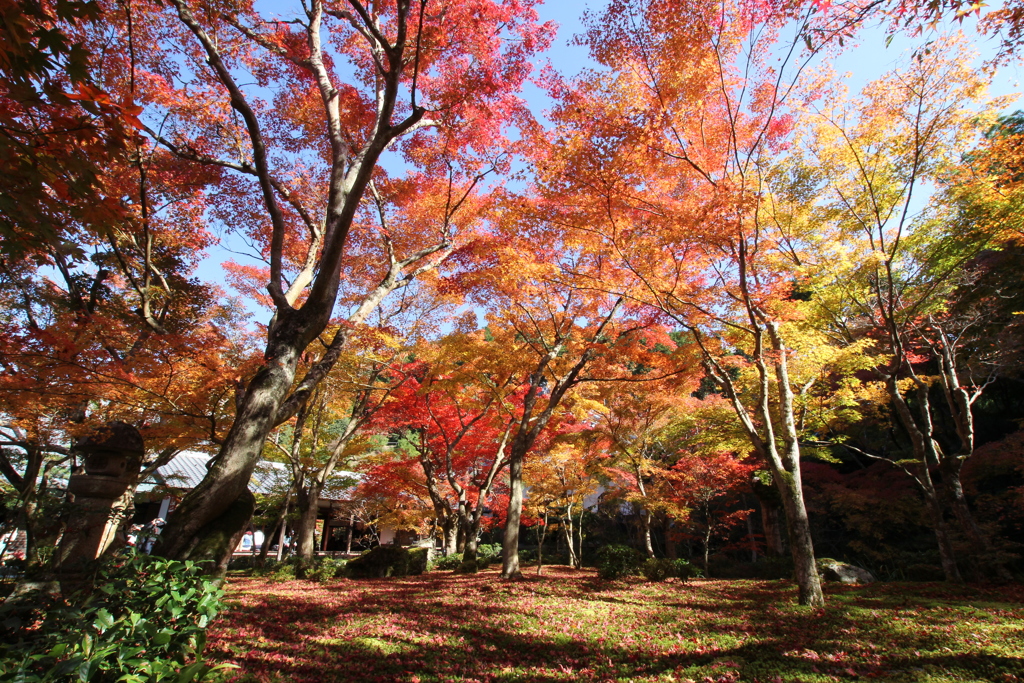 圓光寺