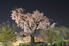 祇園枝垂桜 1