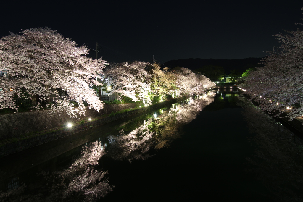岡崎疏水２