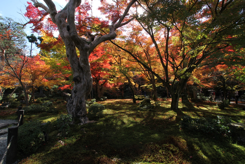 圓光寺