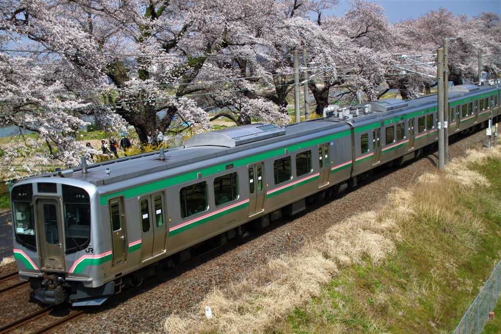 桜並木と電車