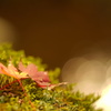 紅葉(光)