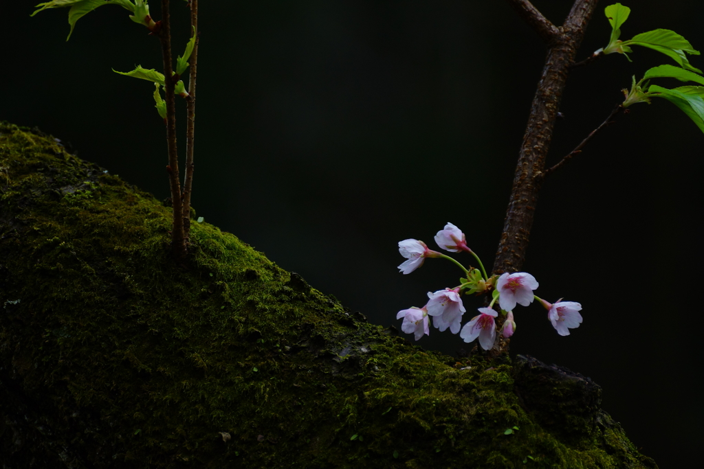 早咲き桜