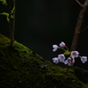 早咲き桜