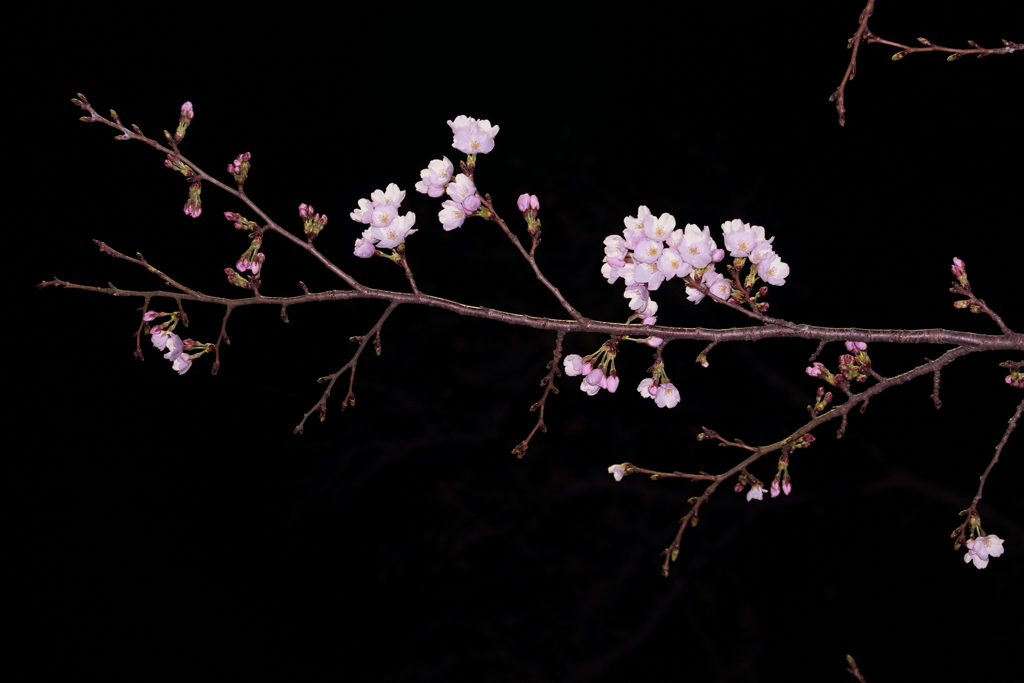 浮かぶ夜桜