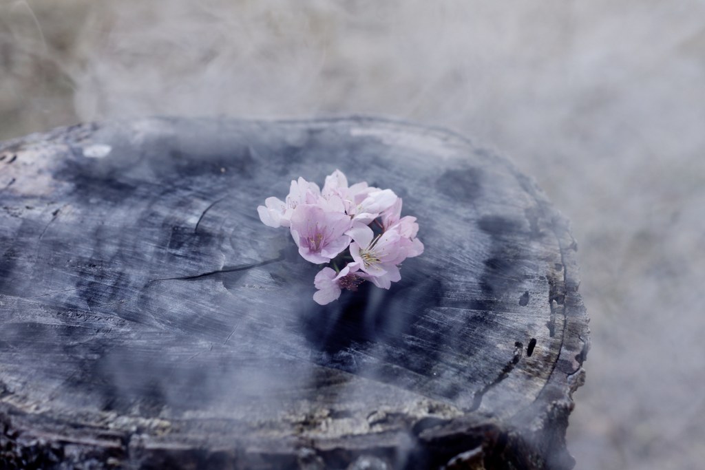 怪しい桜