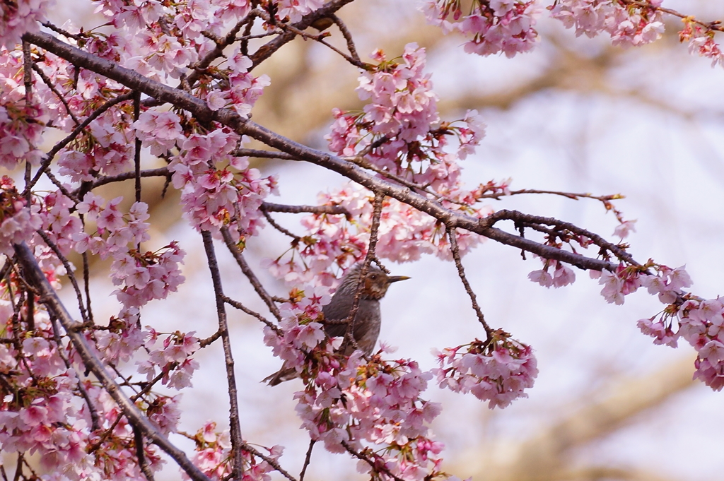 お花見