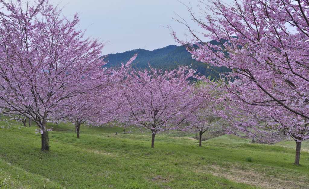 山野
