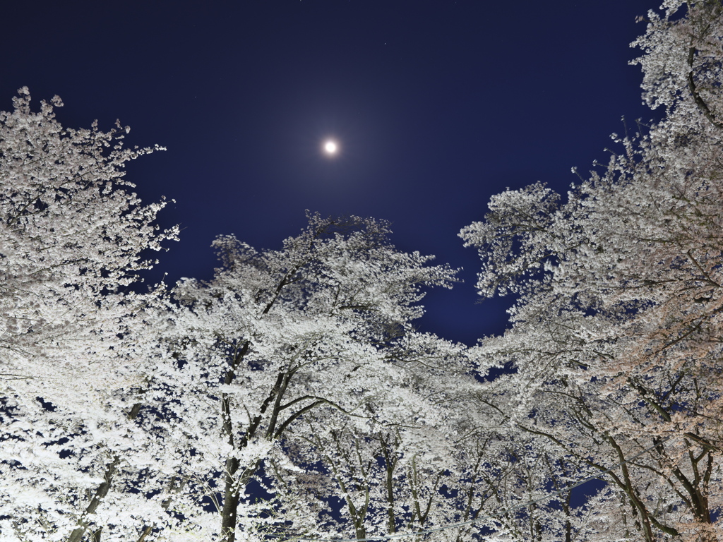 夜桜