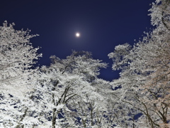 夜桜