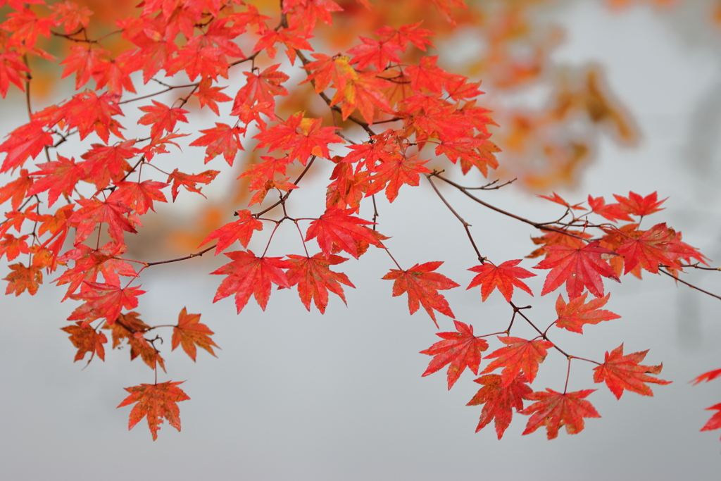 紅葉