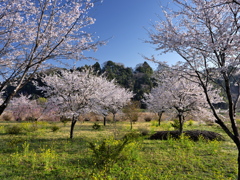 春野
