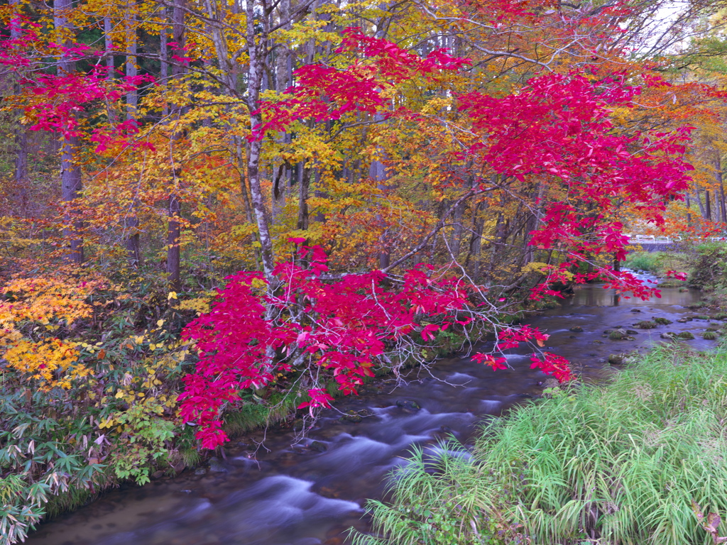 秋化粧の沢