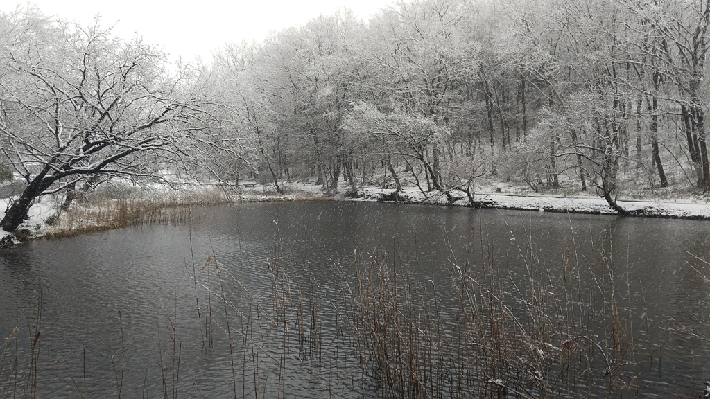 雪化粧の池