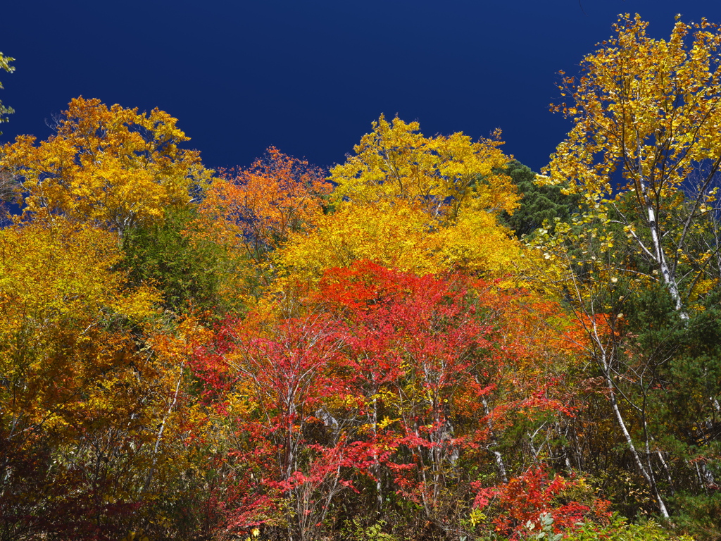 紅葉の山