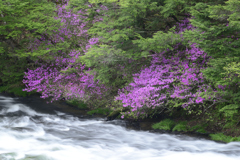 初夏の川3