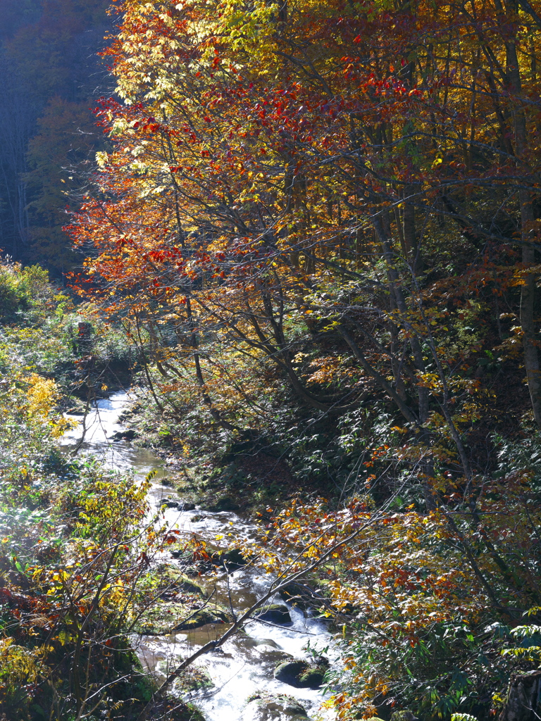 秋の沢
