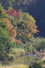 小さな秋 小さな秋