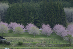 春山野