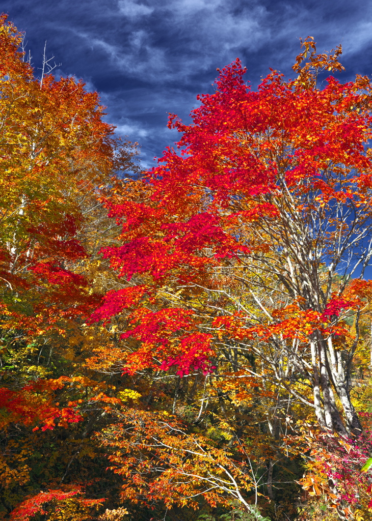 紅葉