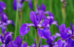 菖蒲
