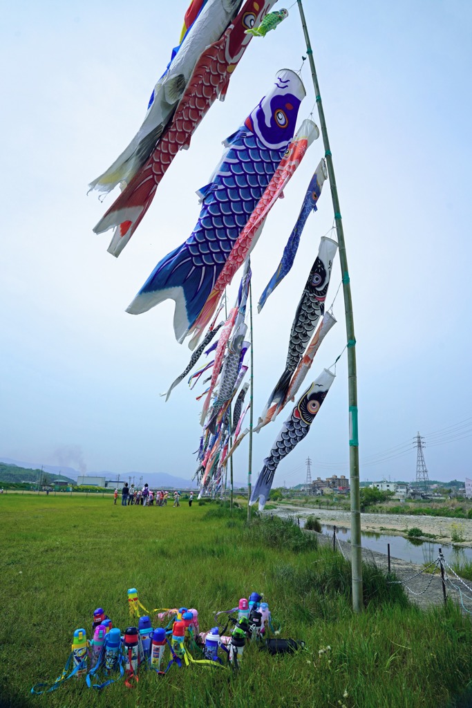 石川の鯉のぼり