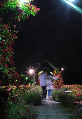 夜の薔薇園