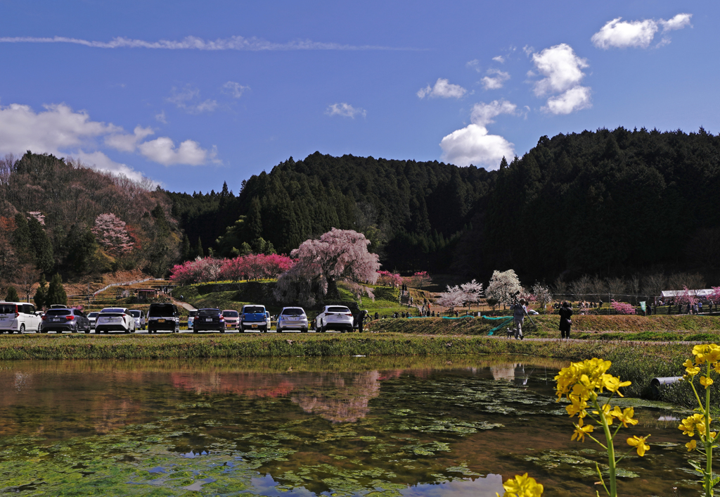 又兵衛桜
