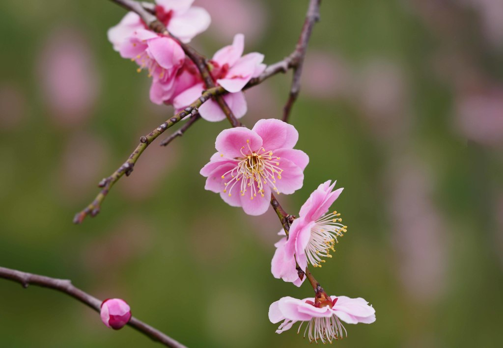 梅花