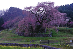 又米衛桜