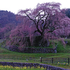 又米衛桜