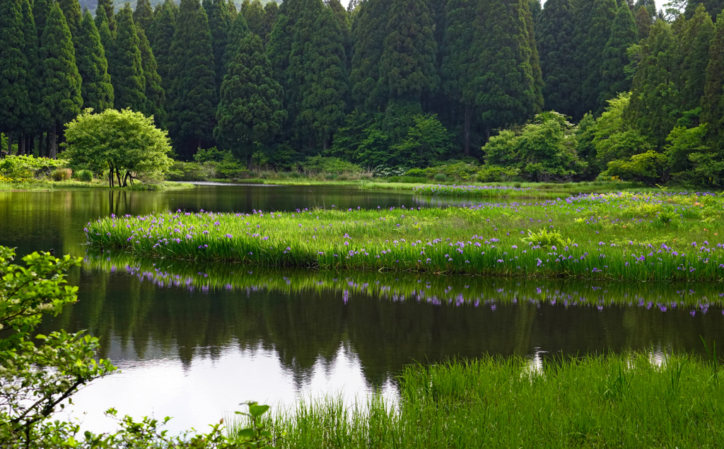 カキツバタ1