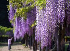 白井大町藤公園ー２