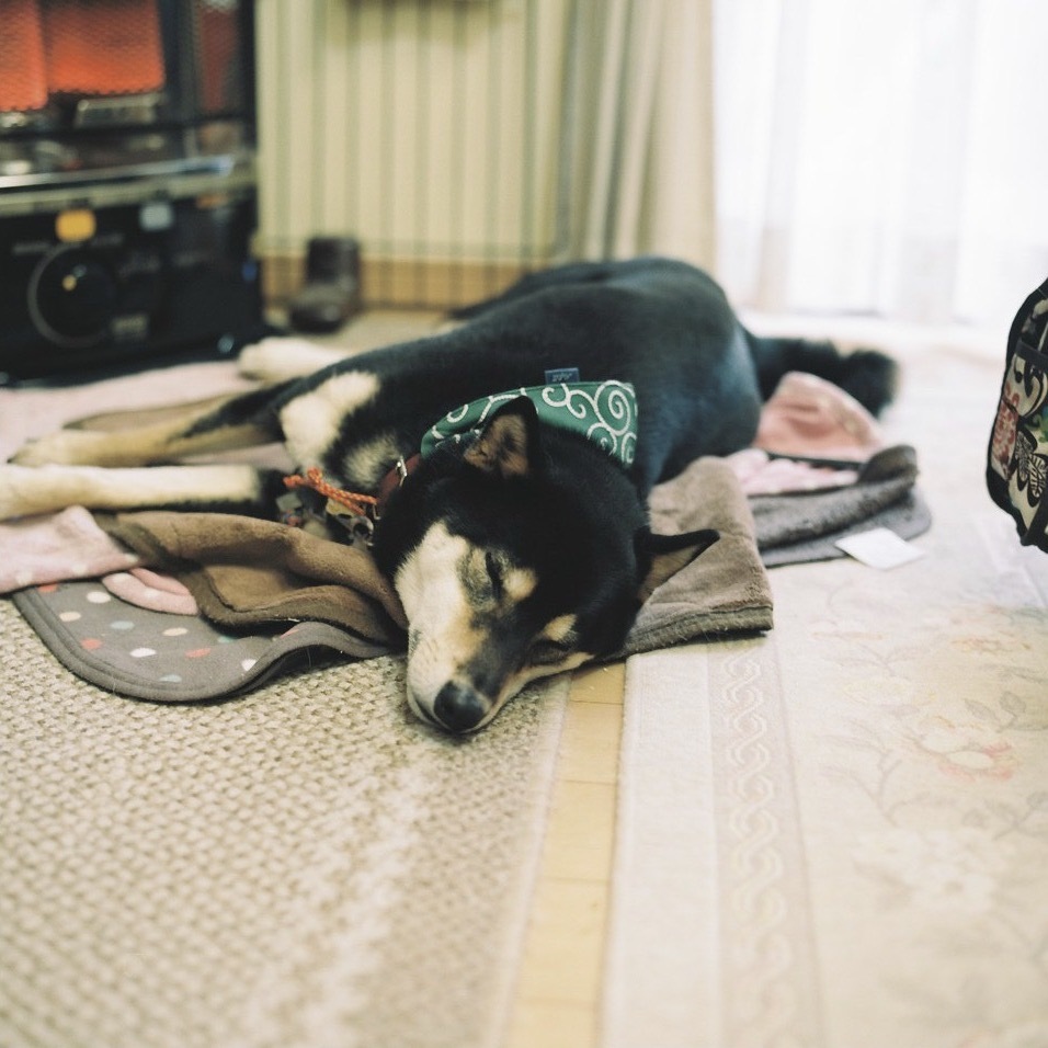 ストーブ犬のストー部活動