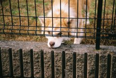 散歩中に見つけた犬