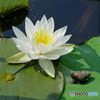 睡蓮の花