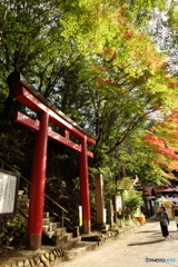 鳥居に降り注ぐ秋の日差し