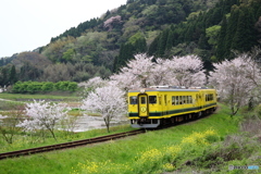 桜のトンネル列車