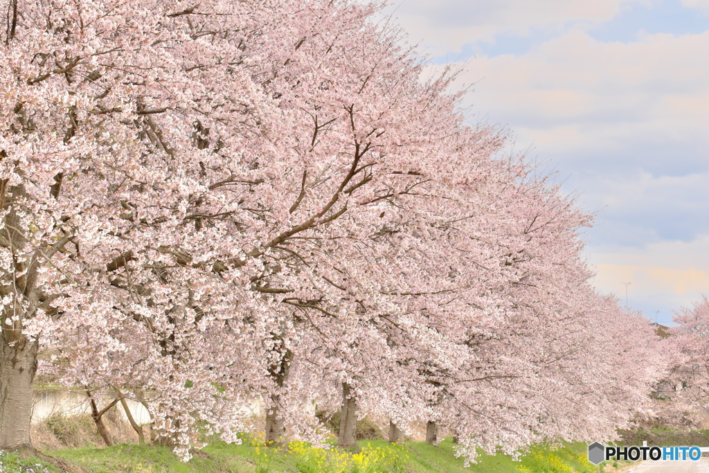 桜並木