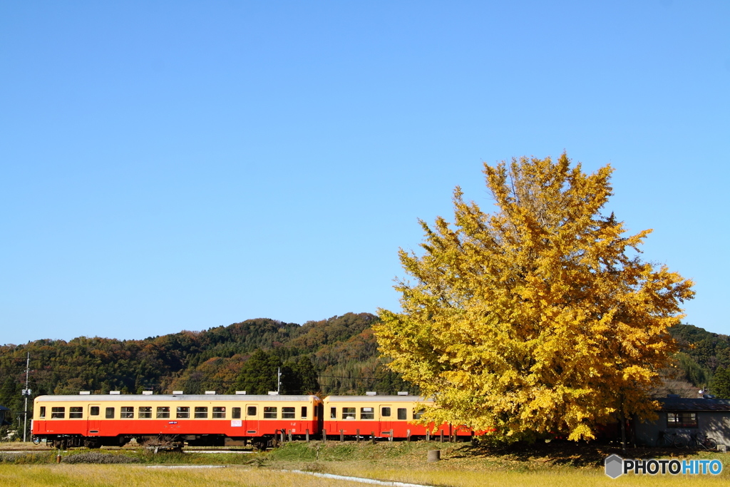 秋空と黄葉と小湊鐵道