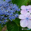 紫陽花