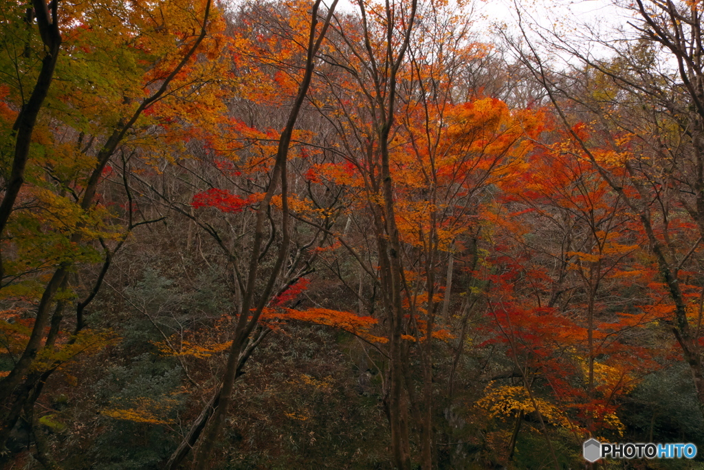 紅葉の花貫渓谷2