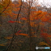 紅葉の花貫渓谷2