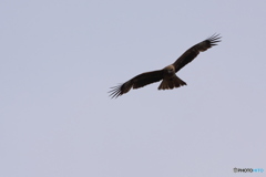 鳶