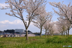 桜のトンネル