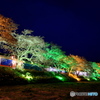 夏井千本桜 ライトアップ