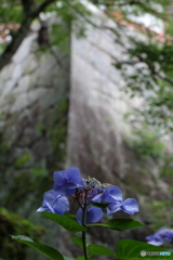 石垣と紫陽花