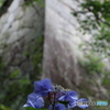 石垣と紫陽花